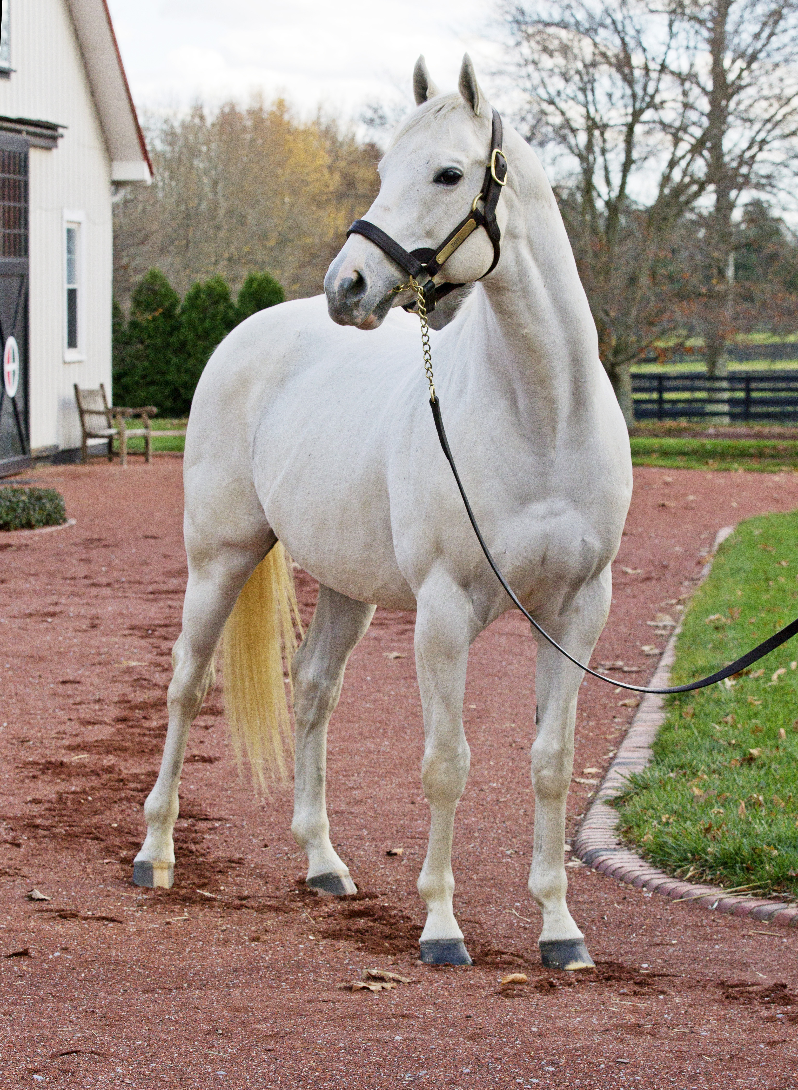Tapit at Gainesway Farm 2015