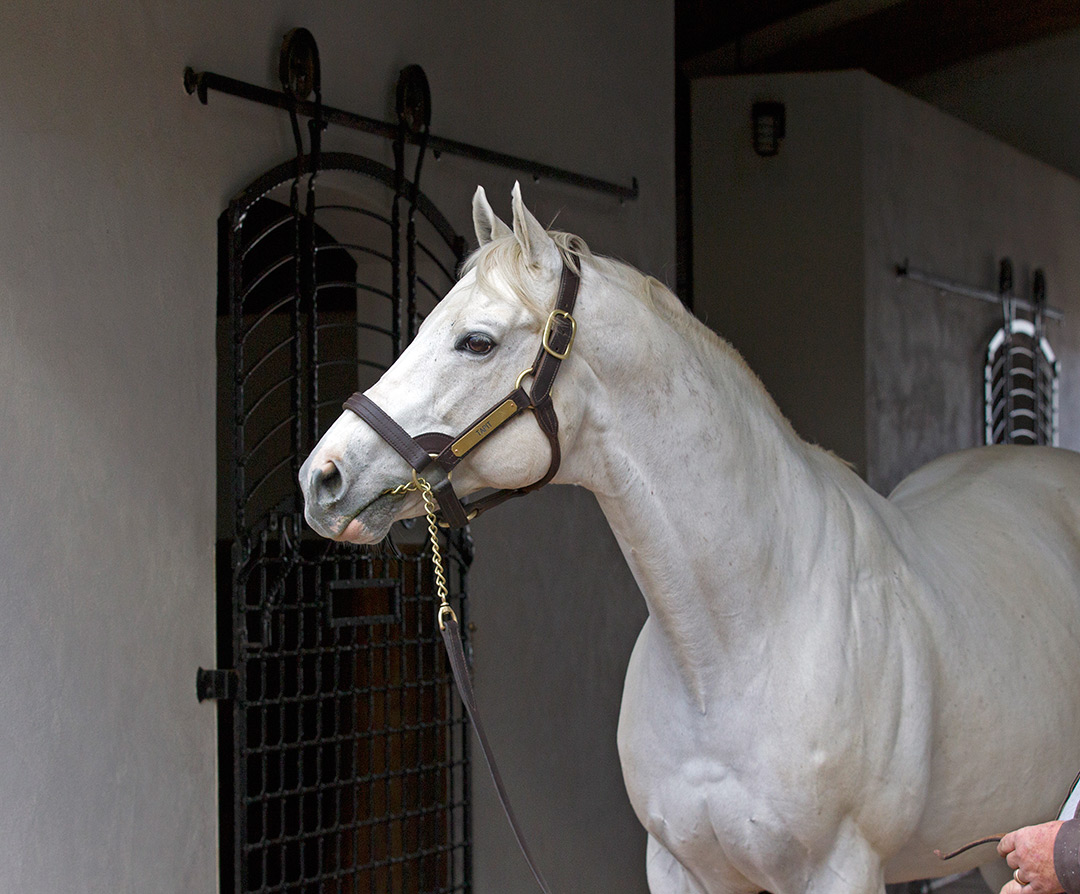 Tapit at Gainesway Farm in 2015