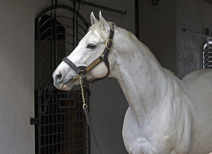 Tapit in 2015