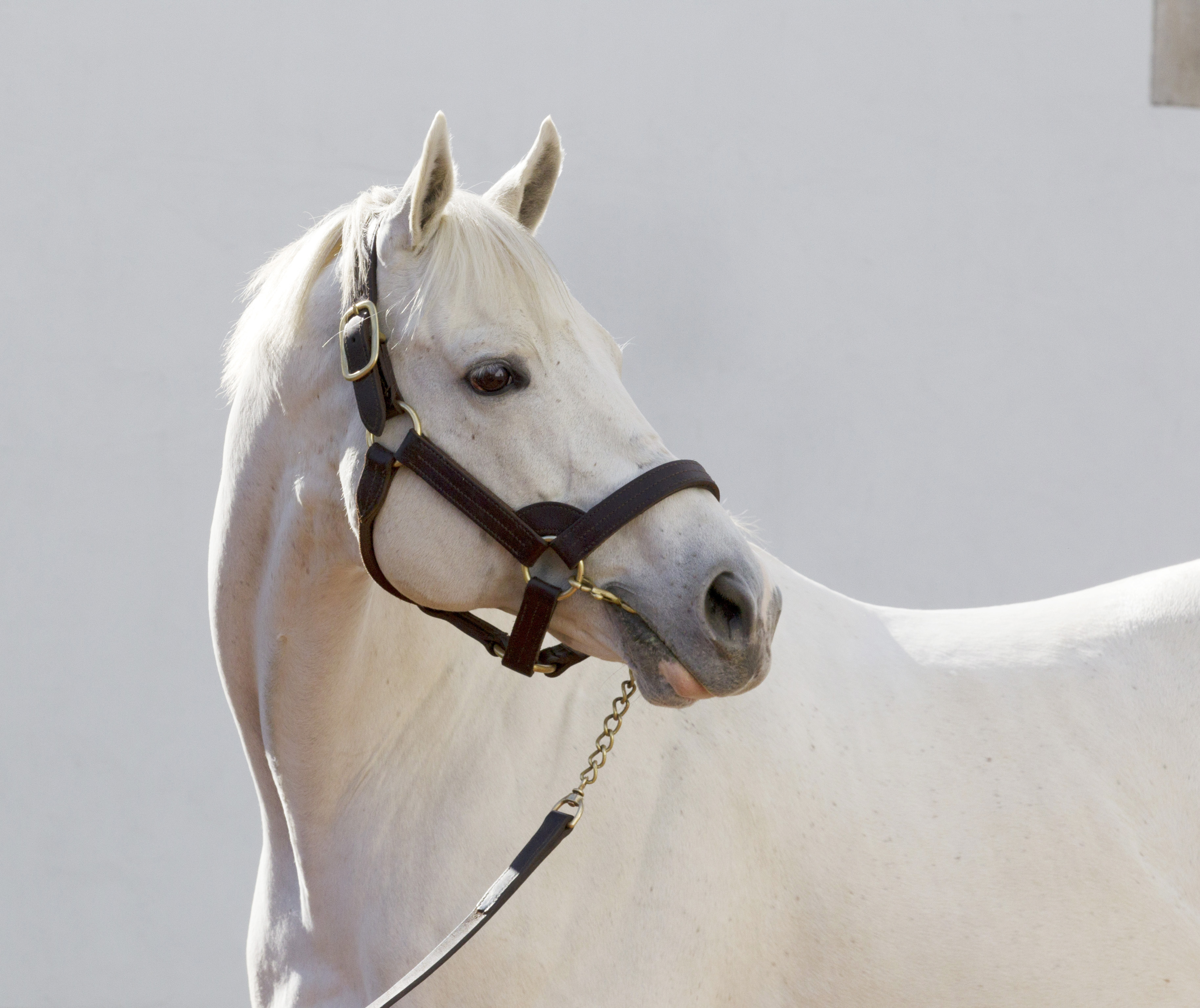 Tapit in 2015