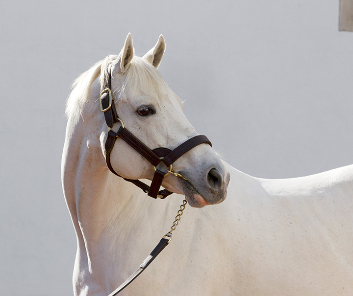 Tapit 2015