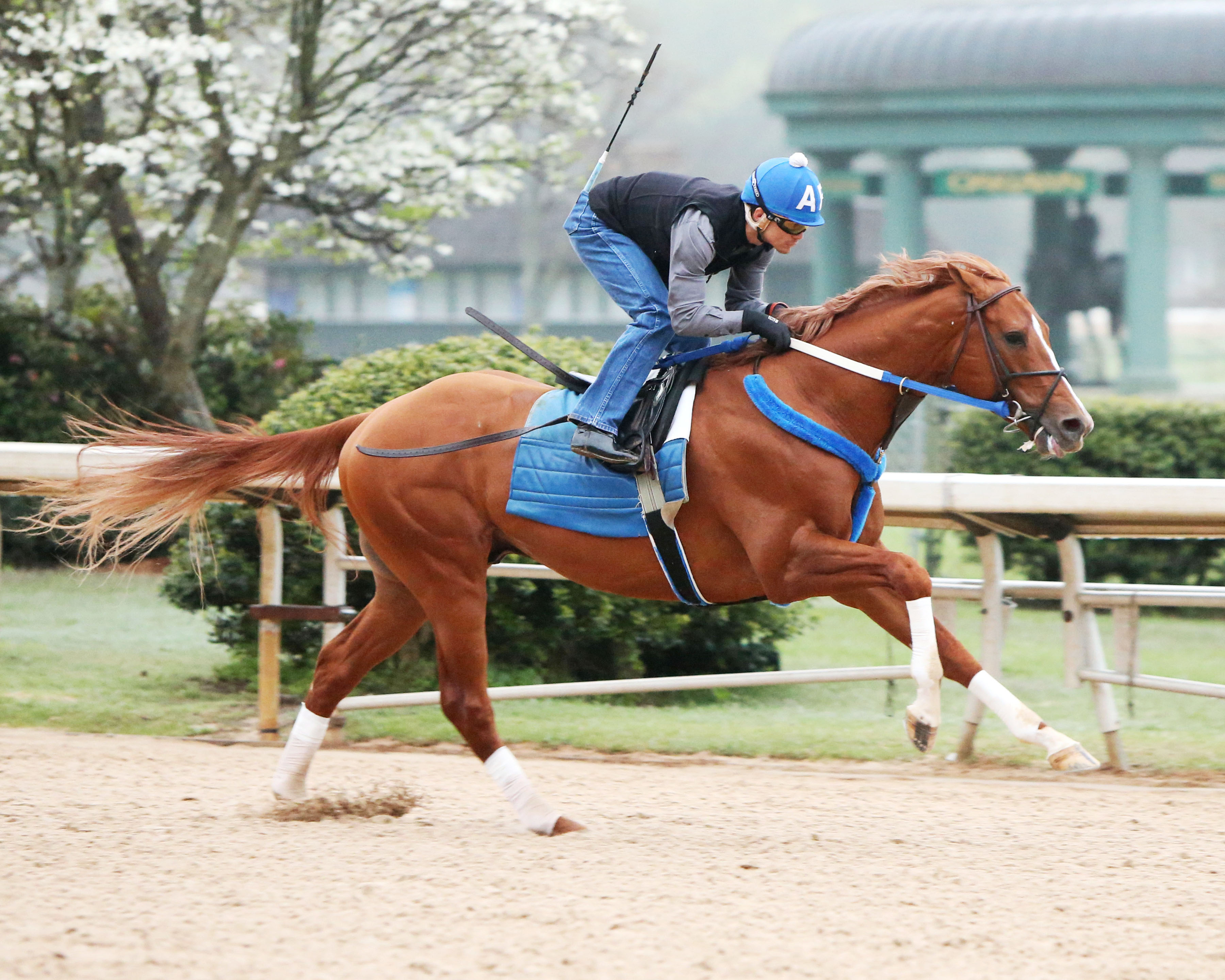 Tapiture trains at Oaklawn on April 6