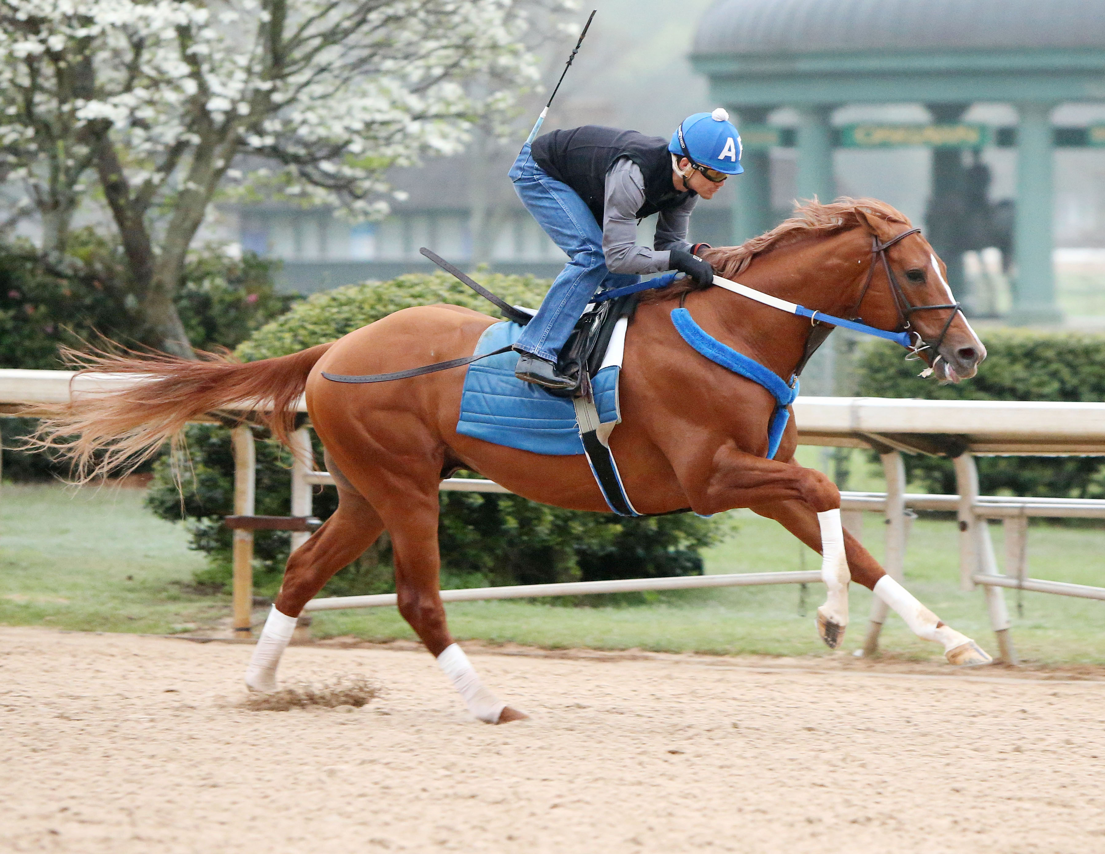 Tapiture trains at Oaklawn on April 6