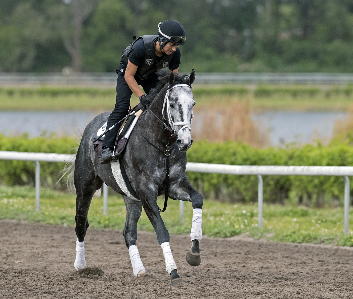 Tapwrit trains at Palm Beach Downs on March 29