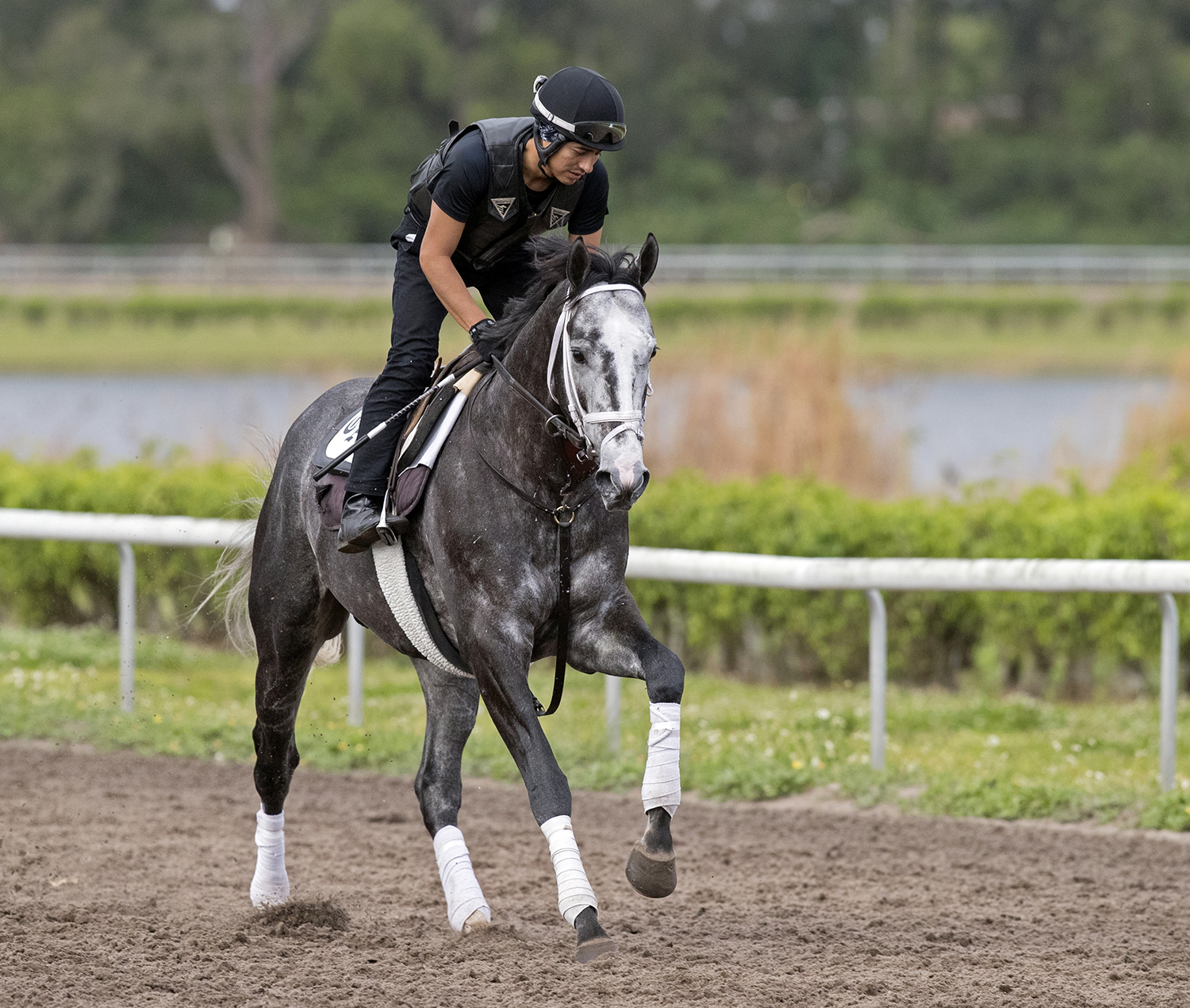 Tapwrit trains at Palm Beach Downs on March 29