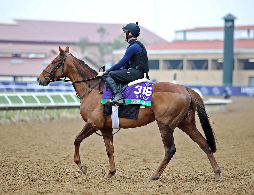 Tarnawa at Del Mar on Nov. 2