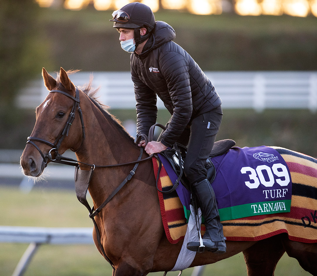 Tarnawa at Keeneland on Nov. 2