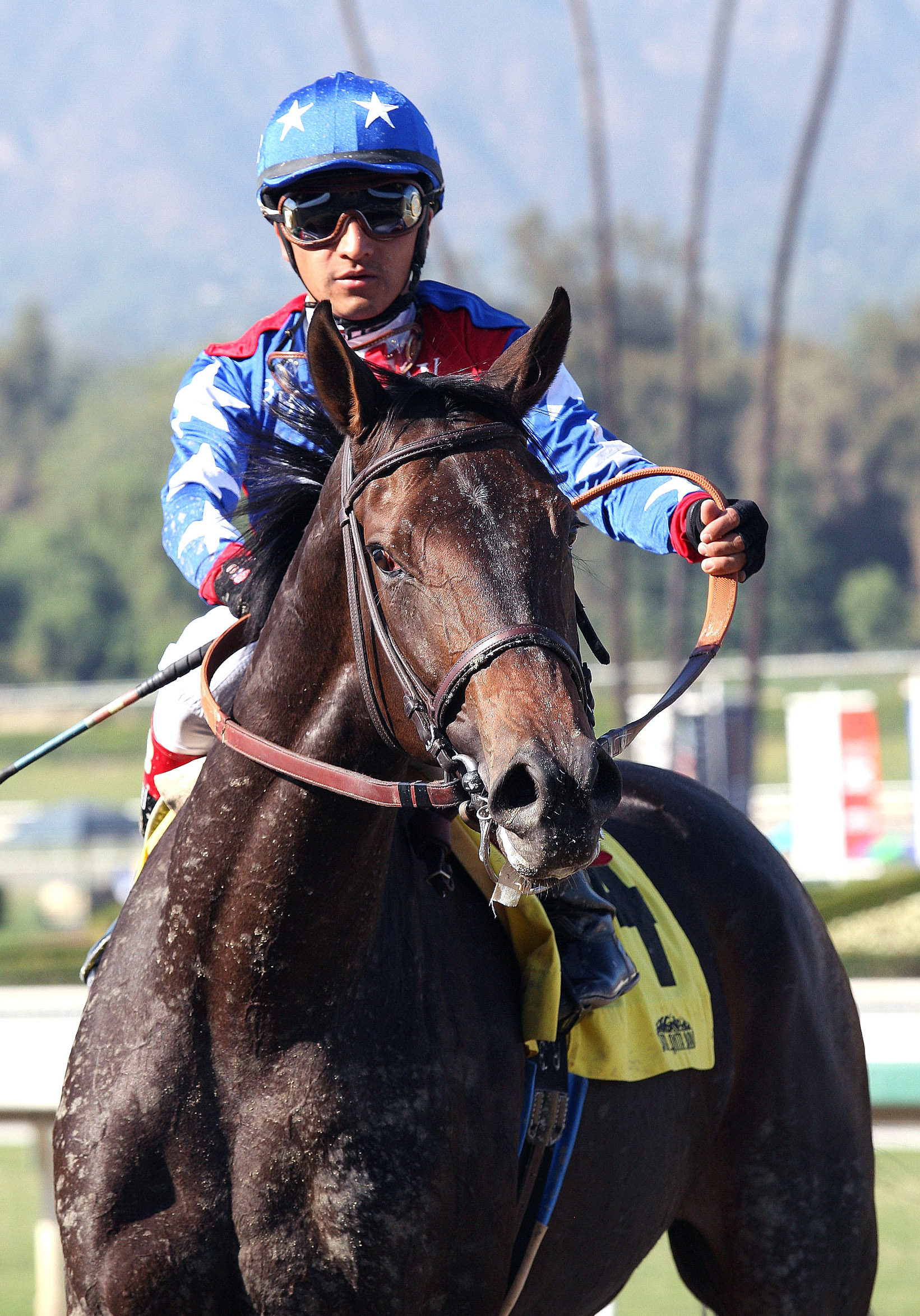 Taste Like Candy at Santa Anita in 2013