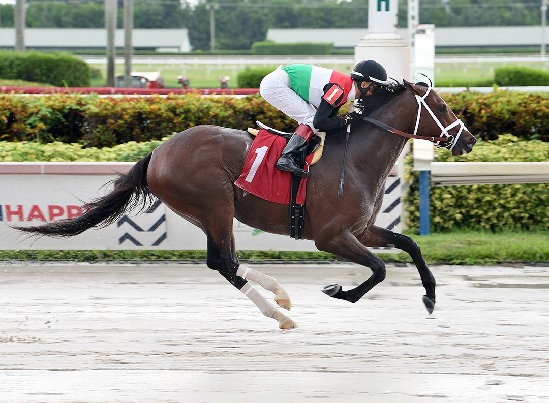 Tatweej wins a Sept. 25 allowance race at Gulfstream Park