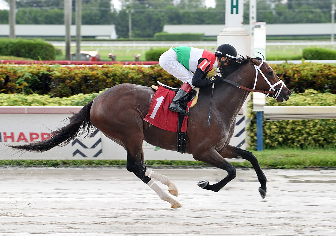Tatweej wins a Sept. 25 allowance race at Gulfstream Park