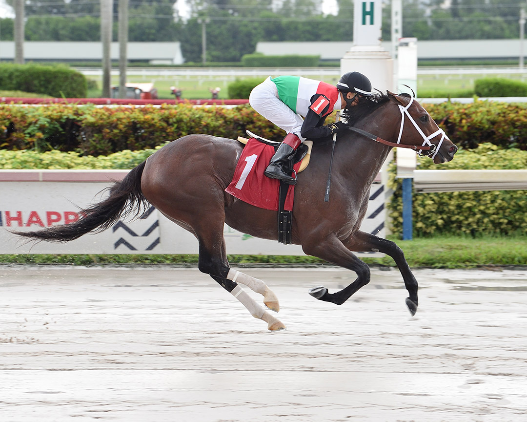 Tatweej wins a Sept. 25 allowance race at Gulfstream Park