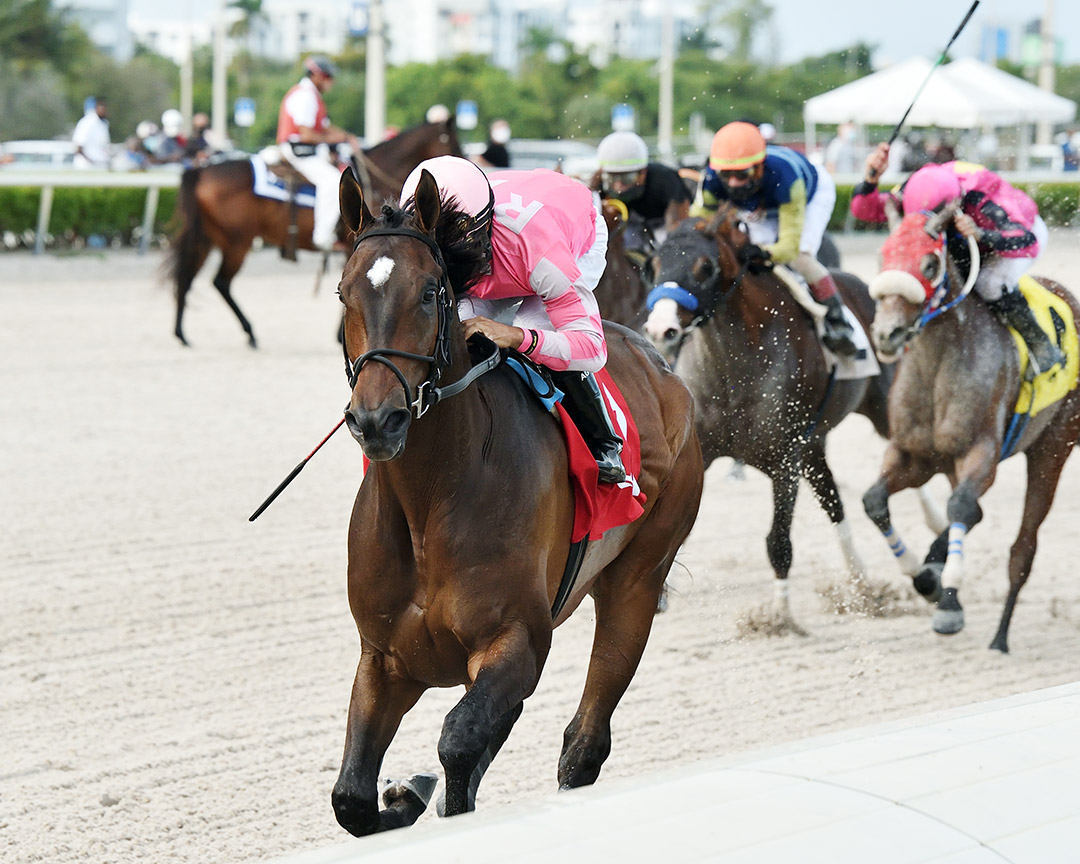 Tax wins the 2020 Harlan's Holiday Stakes at Gulfstream Park