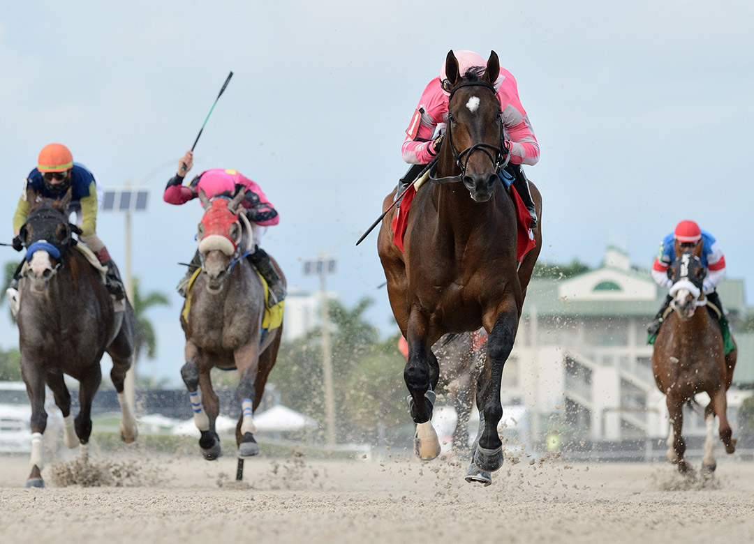 Tax wins the 2020 Harlan's Holiday Stakes at Gulfstream Park