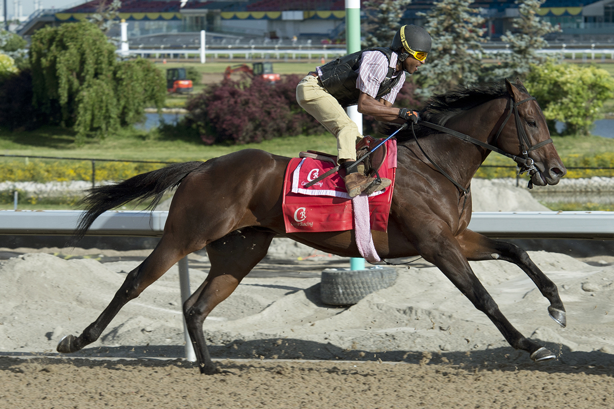 Telekinesis trains at Woodbine on June 27