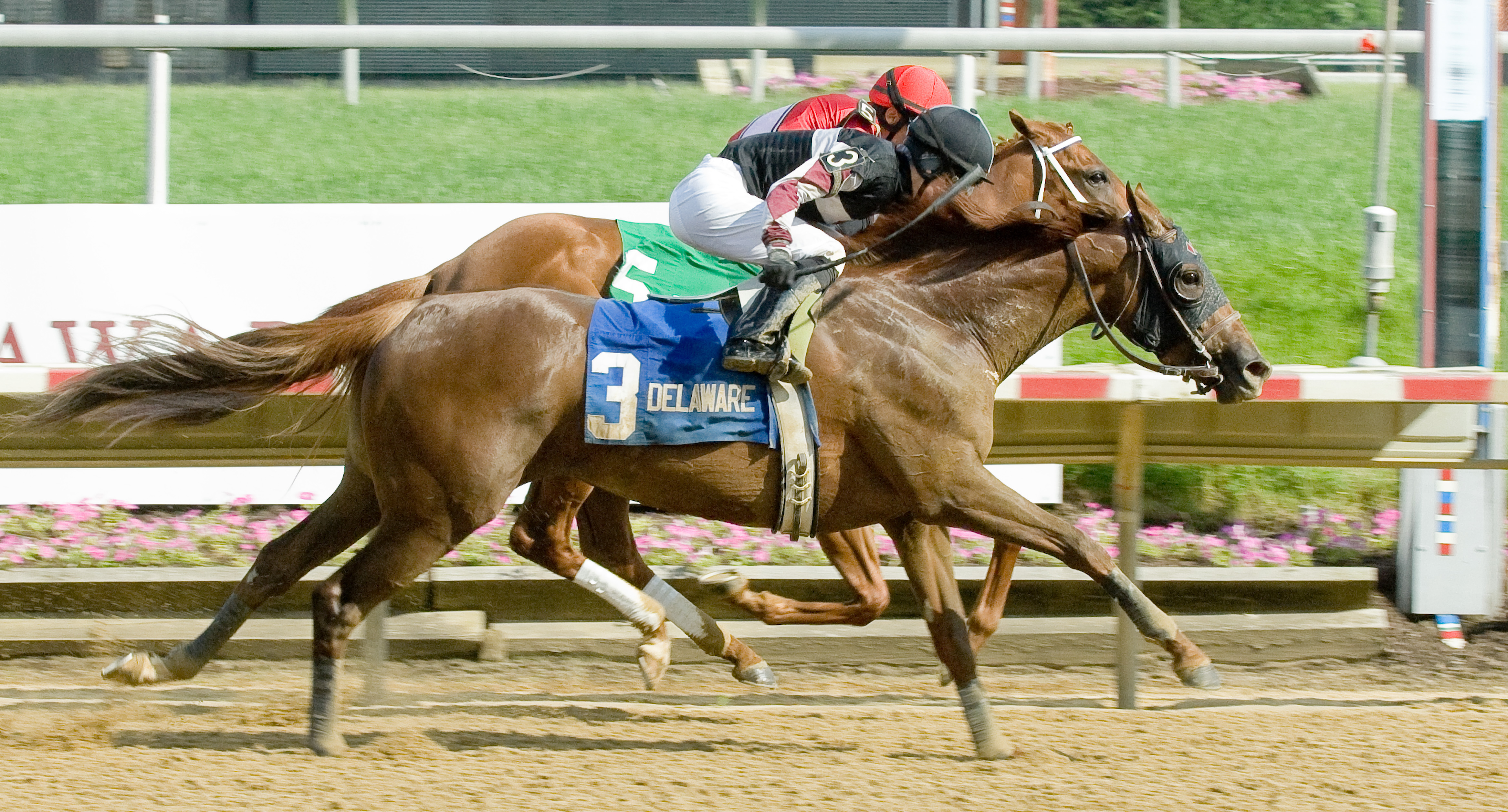 Tell a Great Story, Go For Wand Stakes