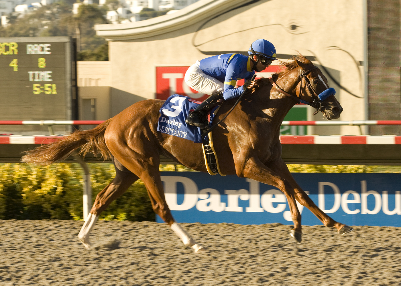 Tell a Kelly/Darley Debutante