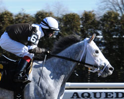 Tempted to Tapit
