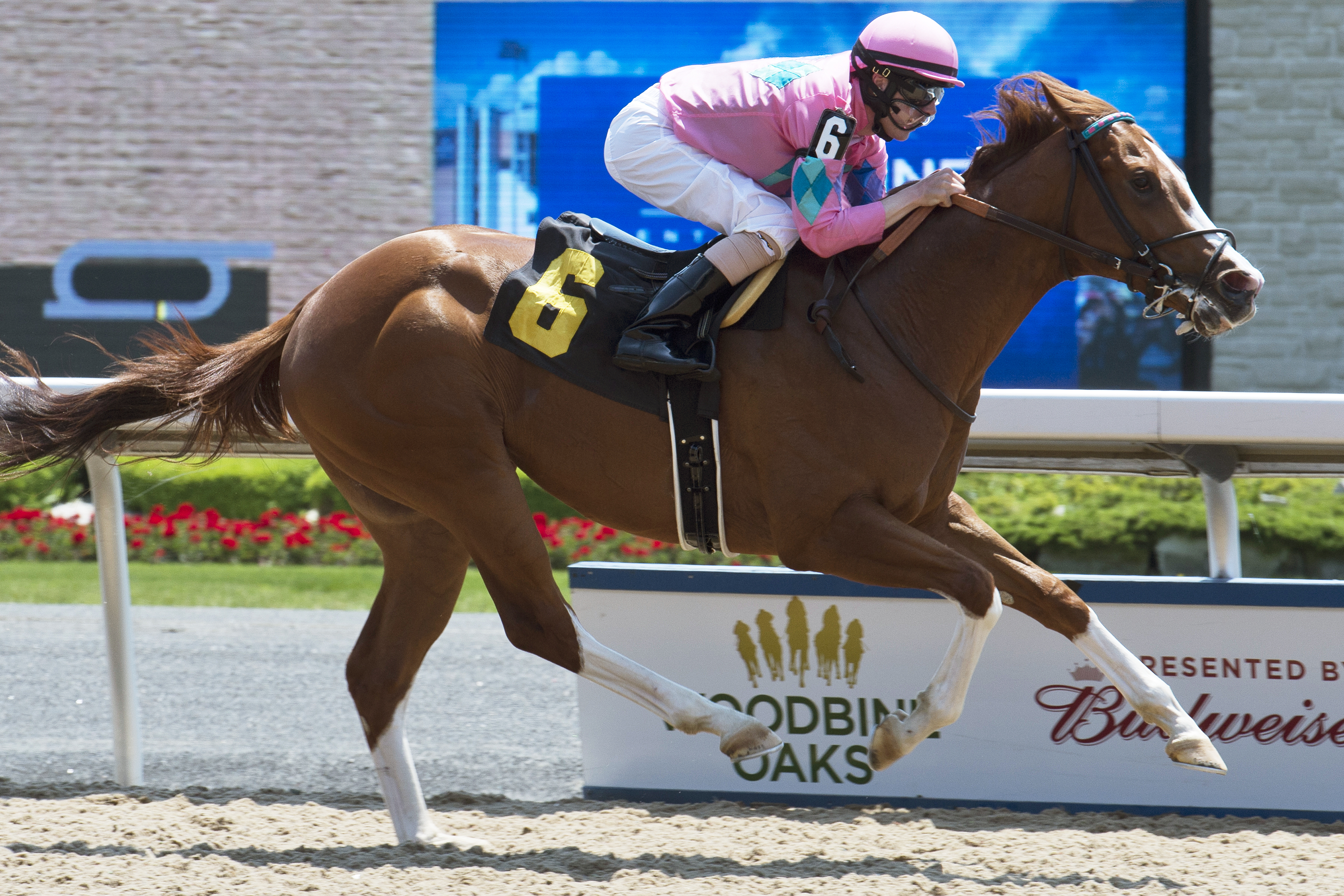 Tenacity Zip wins his career debut