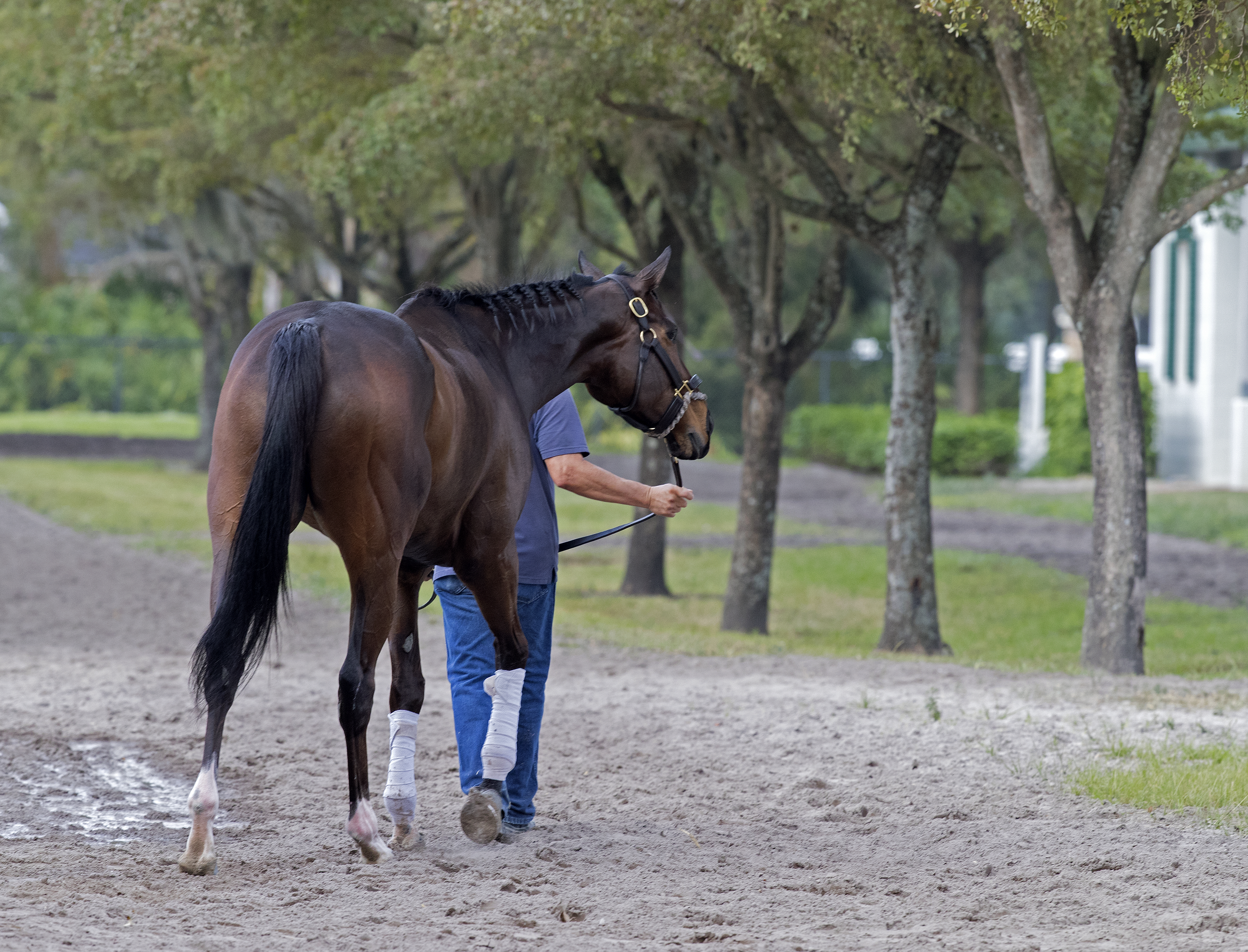 Tepin at Gulfstream on Jan. 22