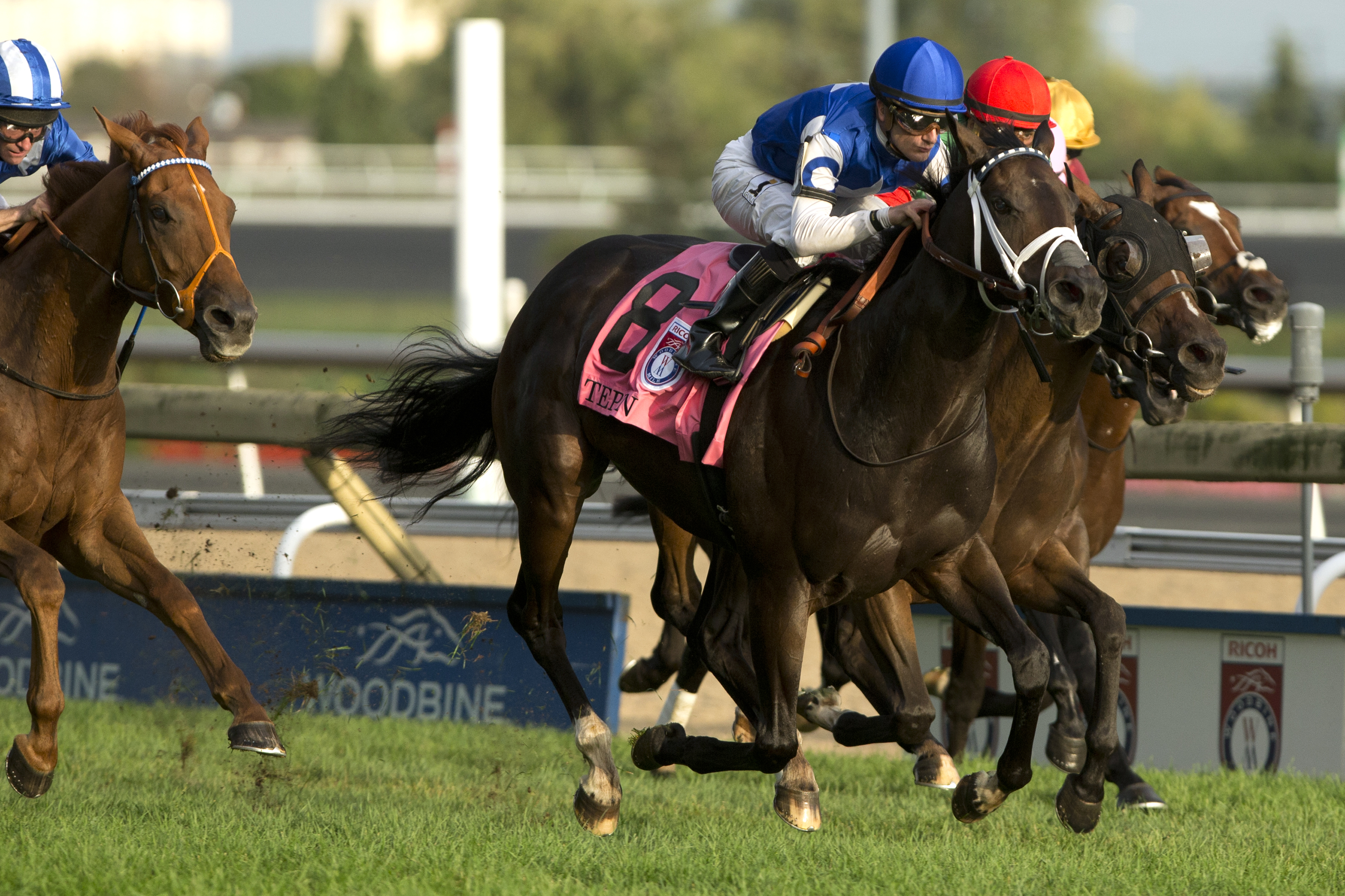 Tepin wins the Woodbine Mile