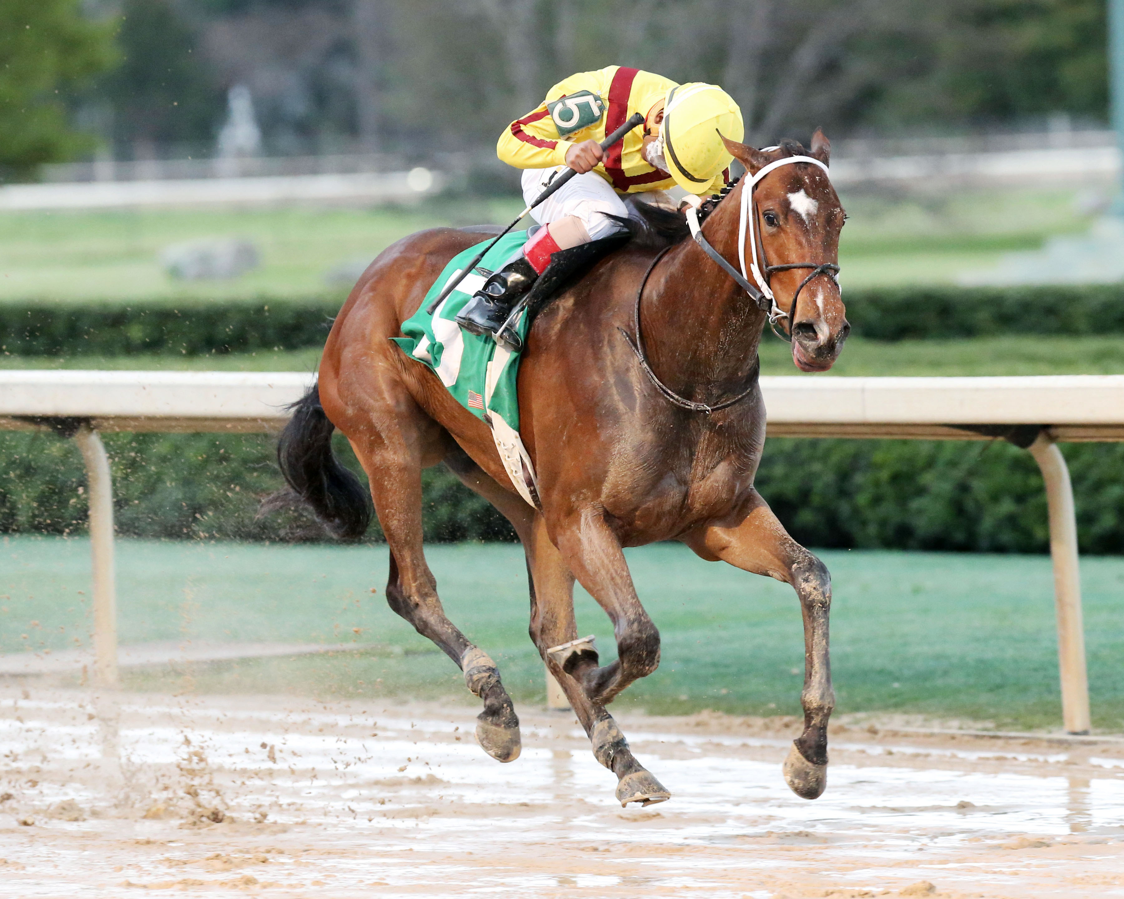 Terra Promessa wins the Honeybee Stakes