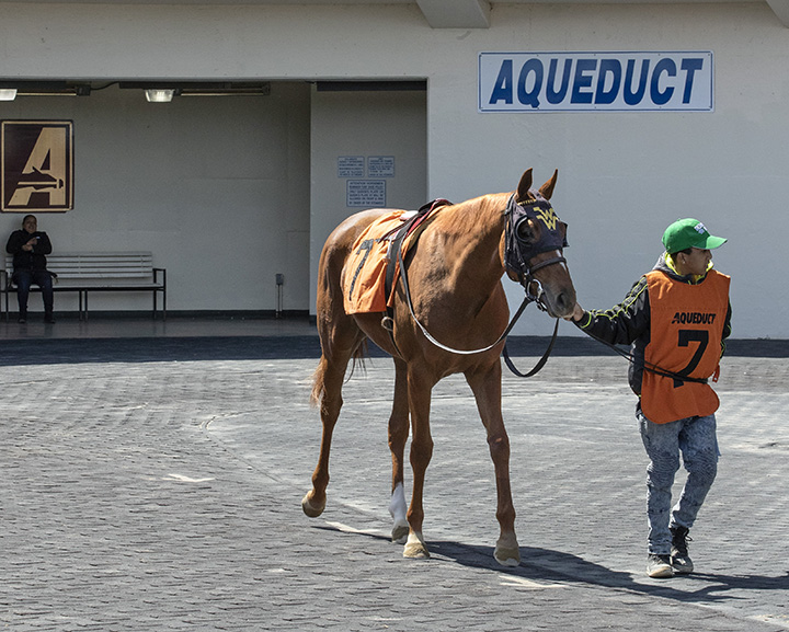 Tesorina at Aqueduct on April 17 for her career debut