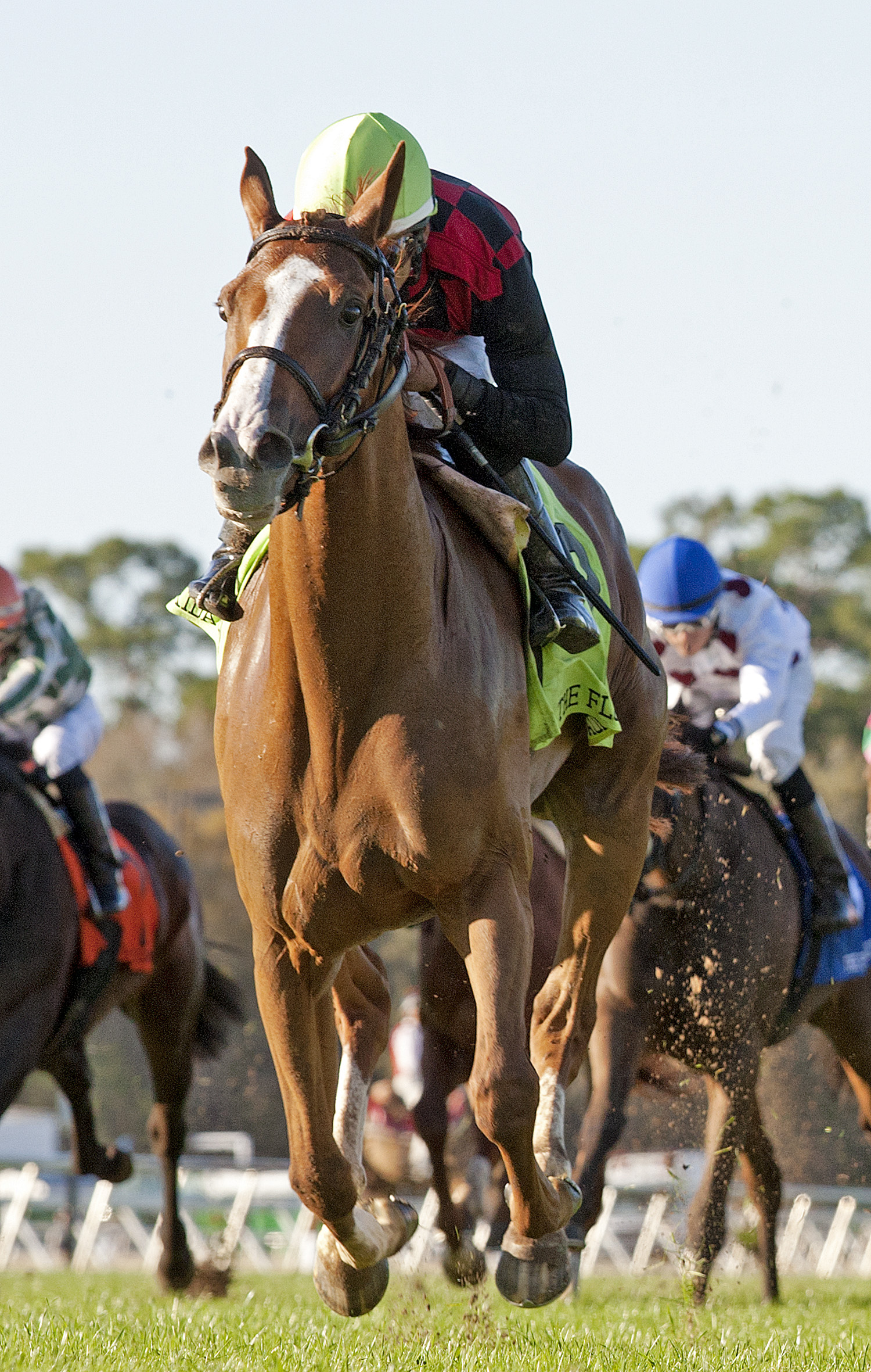 Testa Rossi 3-8-2014