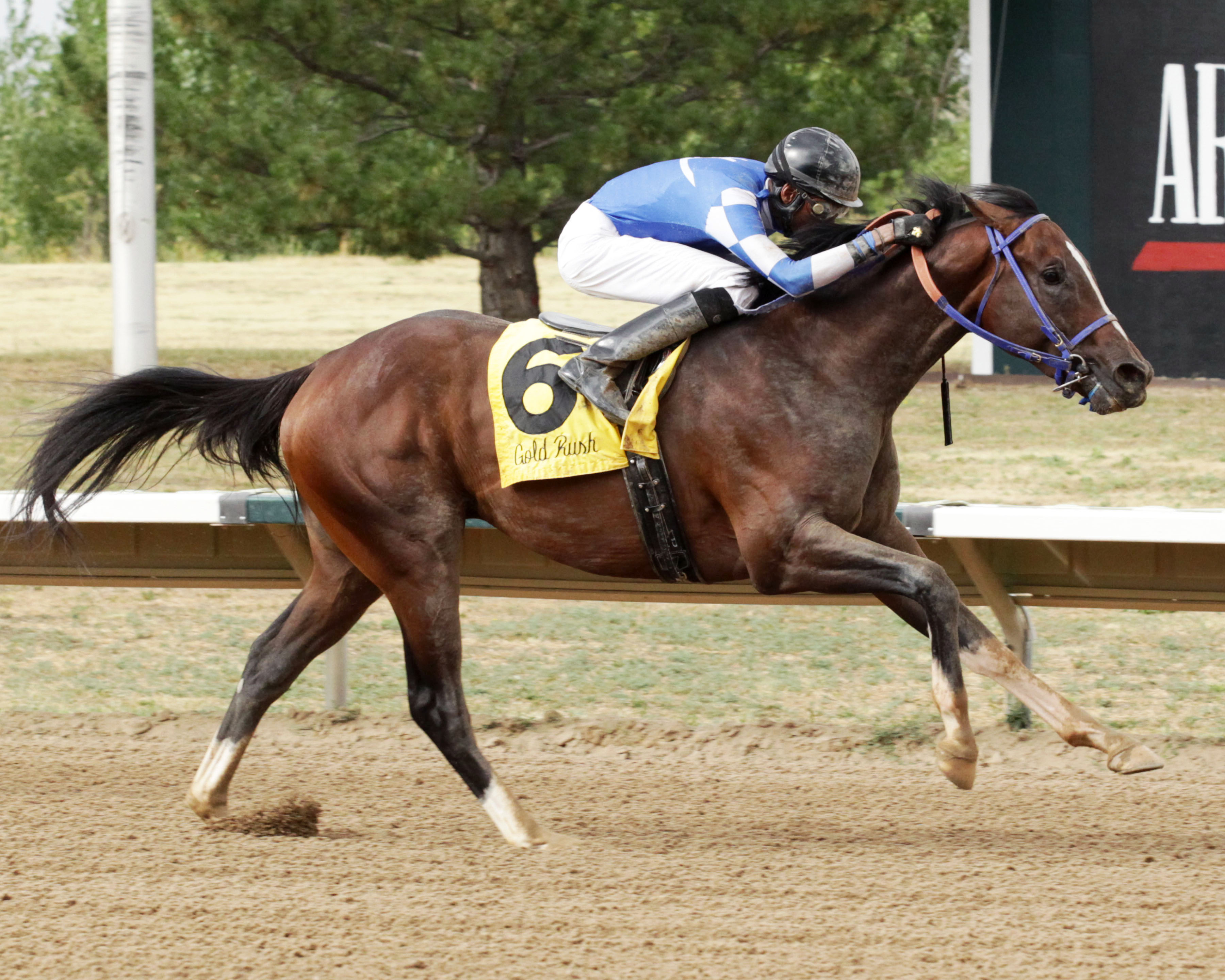 Texas Chrome wins the Gold Rush Futurity