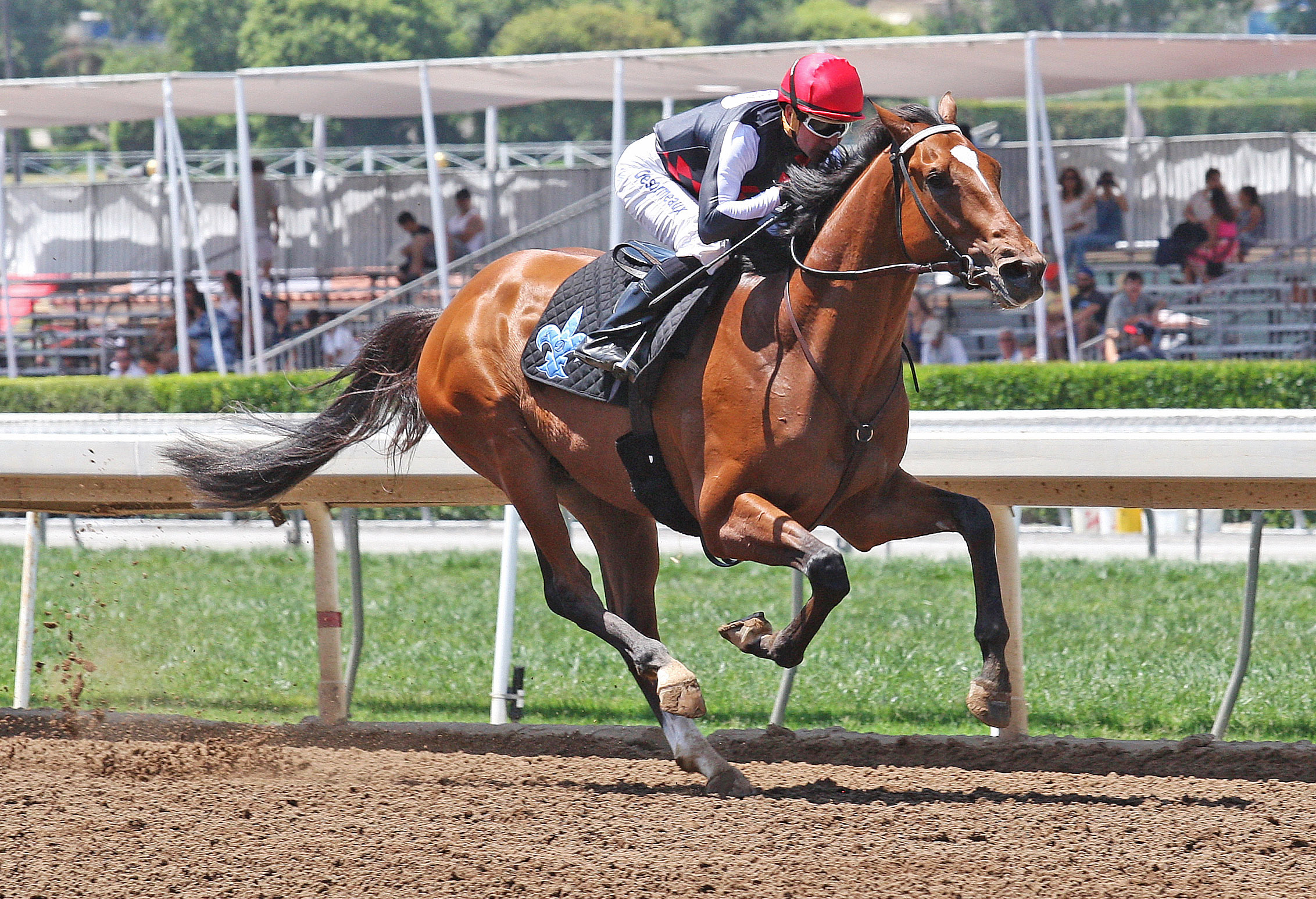 Texas Red trains at Santa Anita on June 21