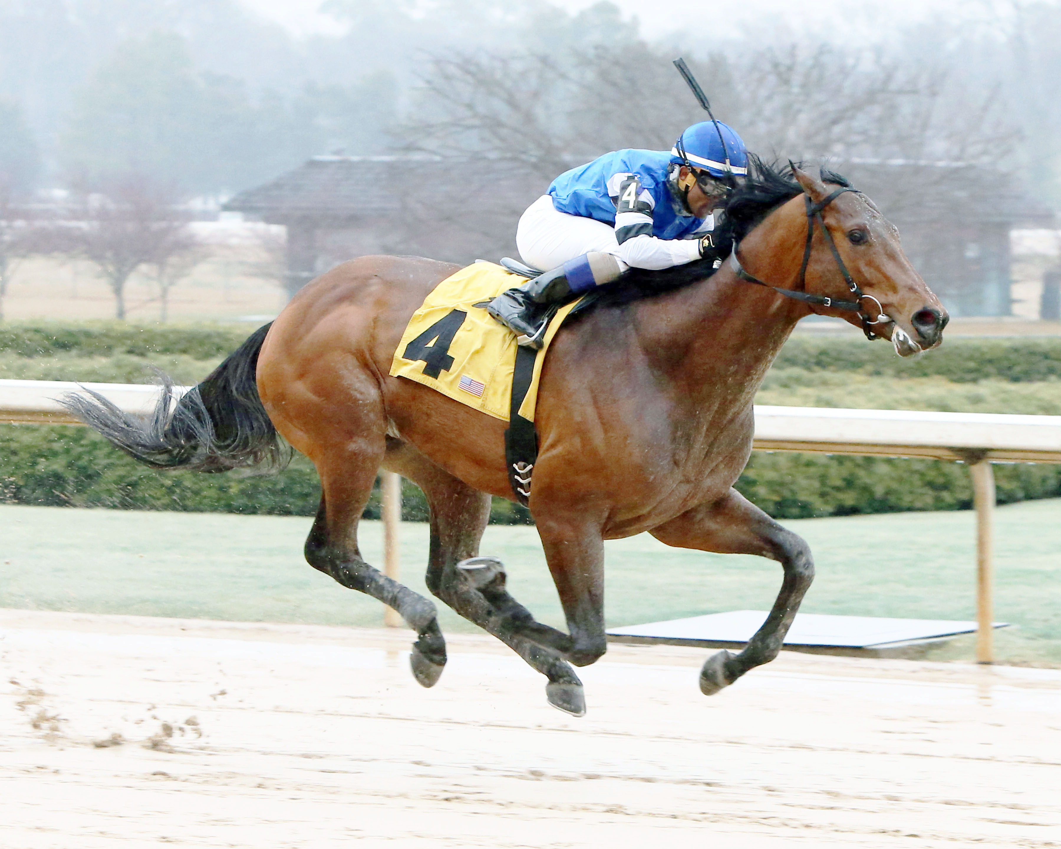 The Big Beast wins an allowance