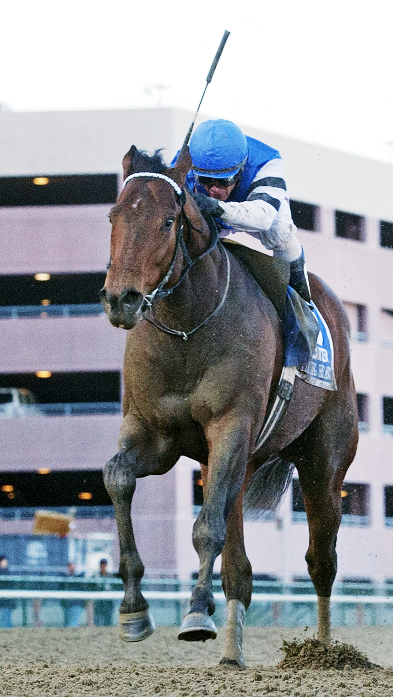 The Big Beast finishes fourth in the Carter Handicap
