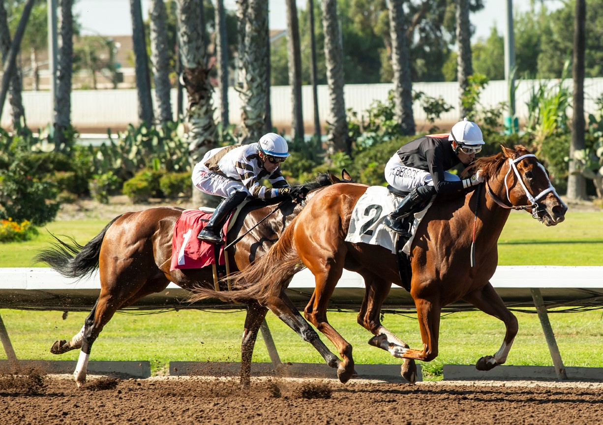 The Chosen Vron wins the E.B. Johnston at Los Alamitos Sept 17 2022