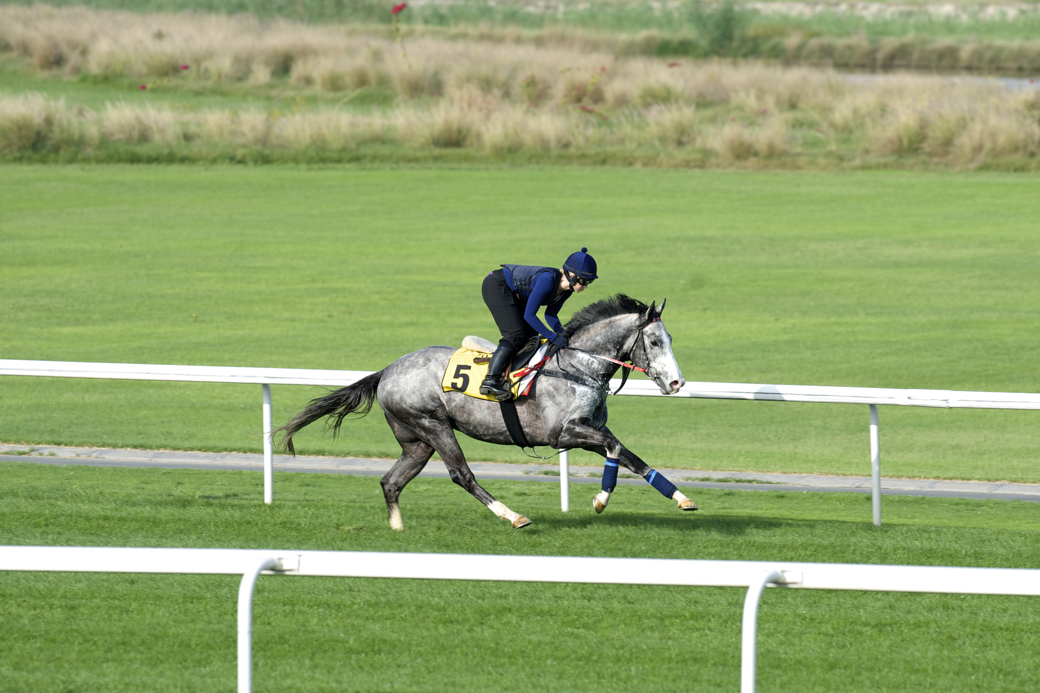 The Grey Gatsby trains at Meydan in March 2015