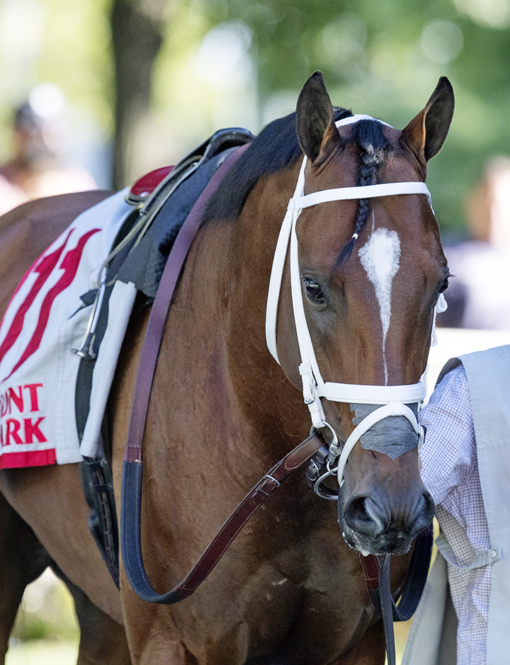 The Lieutenant at Belmont Park on July 2018