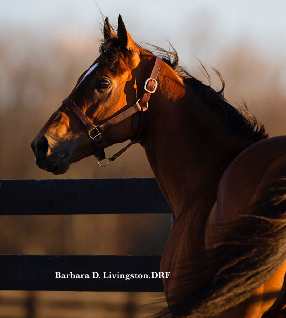 The Lieutenant at Sequel Stallions in Nov. 2018