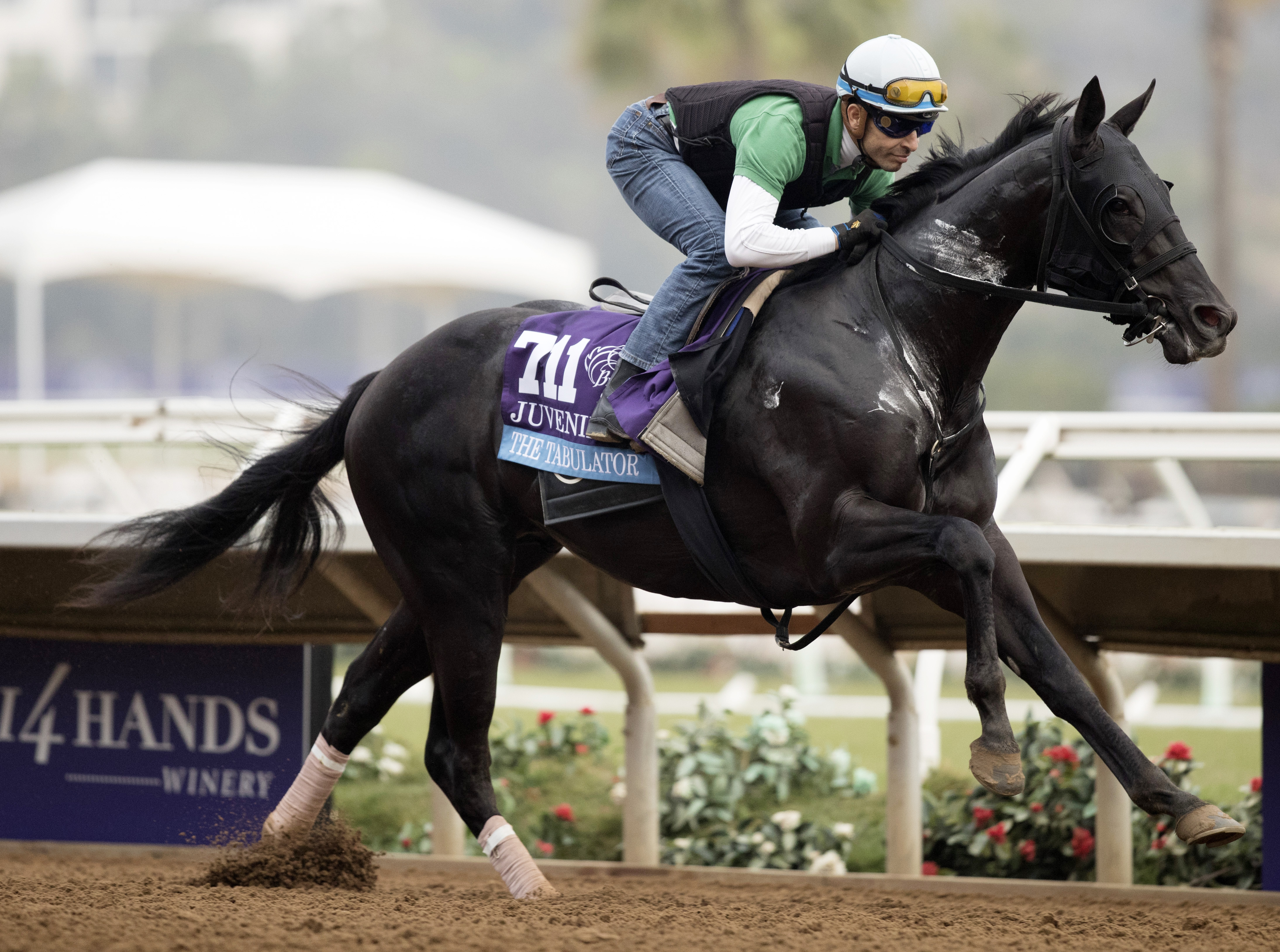 The Tabulator trains for the Breeders Cup at Del Mar