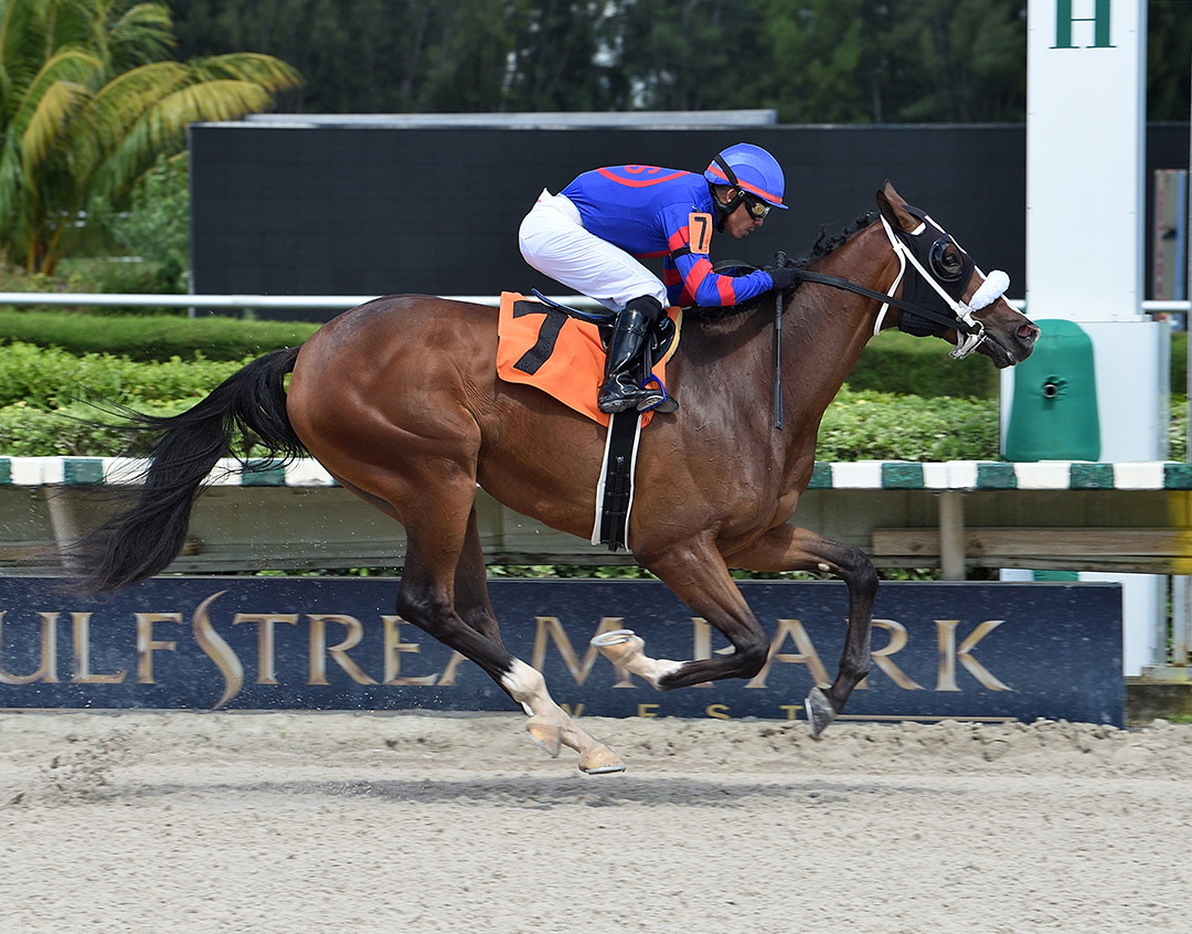 The Distractor wins an Oct. 11 maiden race at Gulfstream Park West
