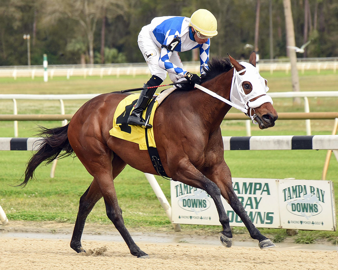 The Goddess Lyssa wins the Minaret Stakes at Tampa Bay Downs