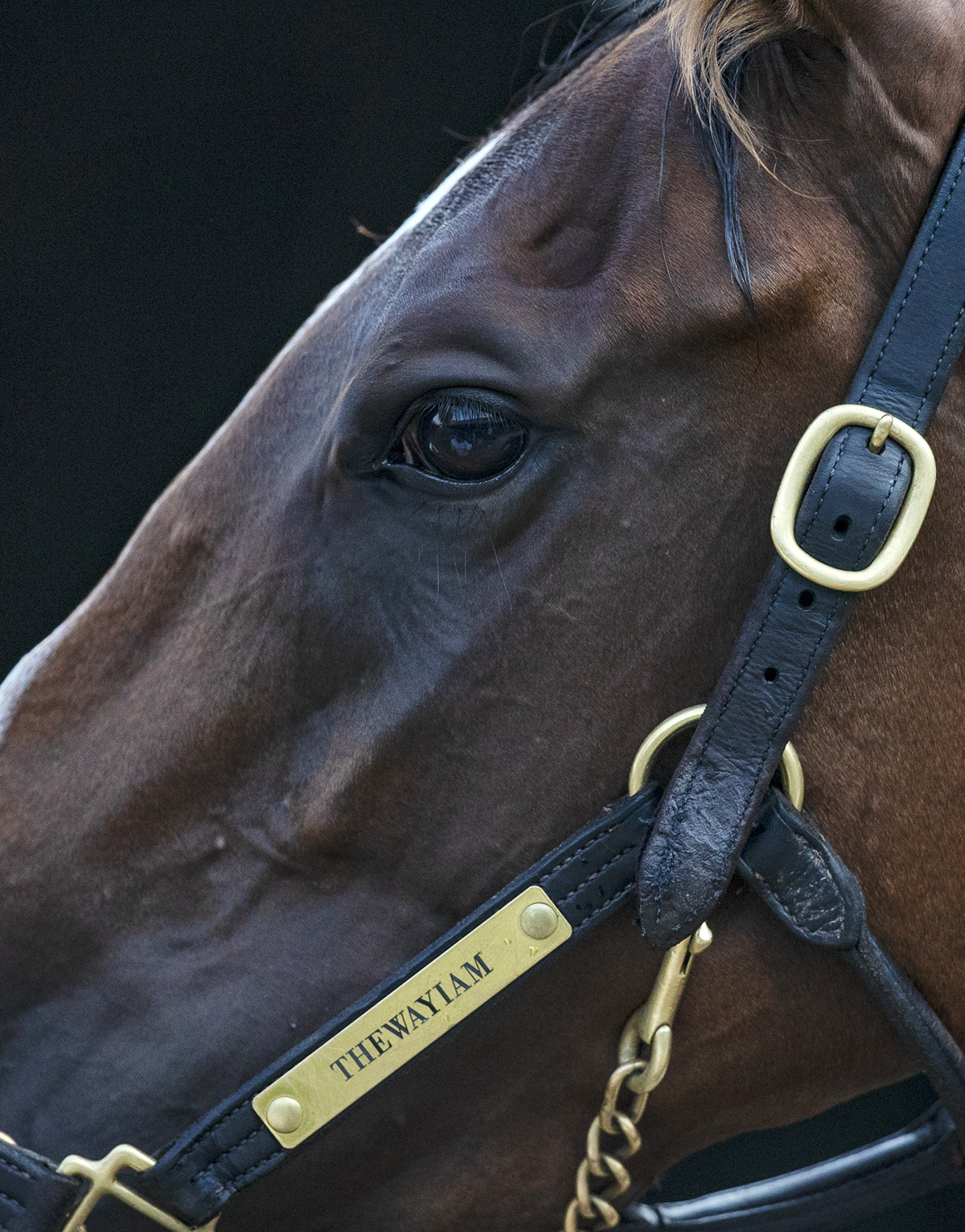 Thewayiam at Saratoga on Aug. 16