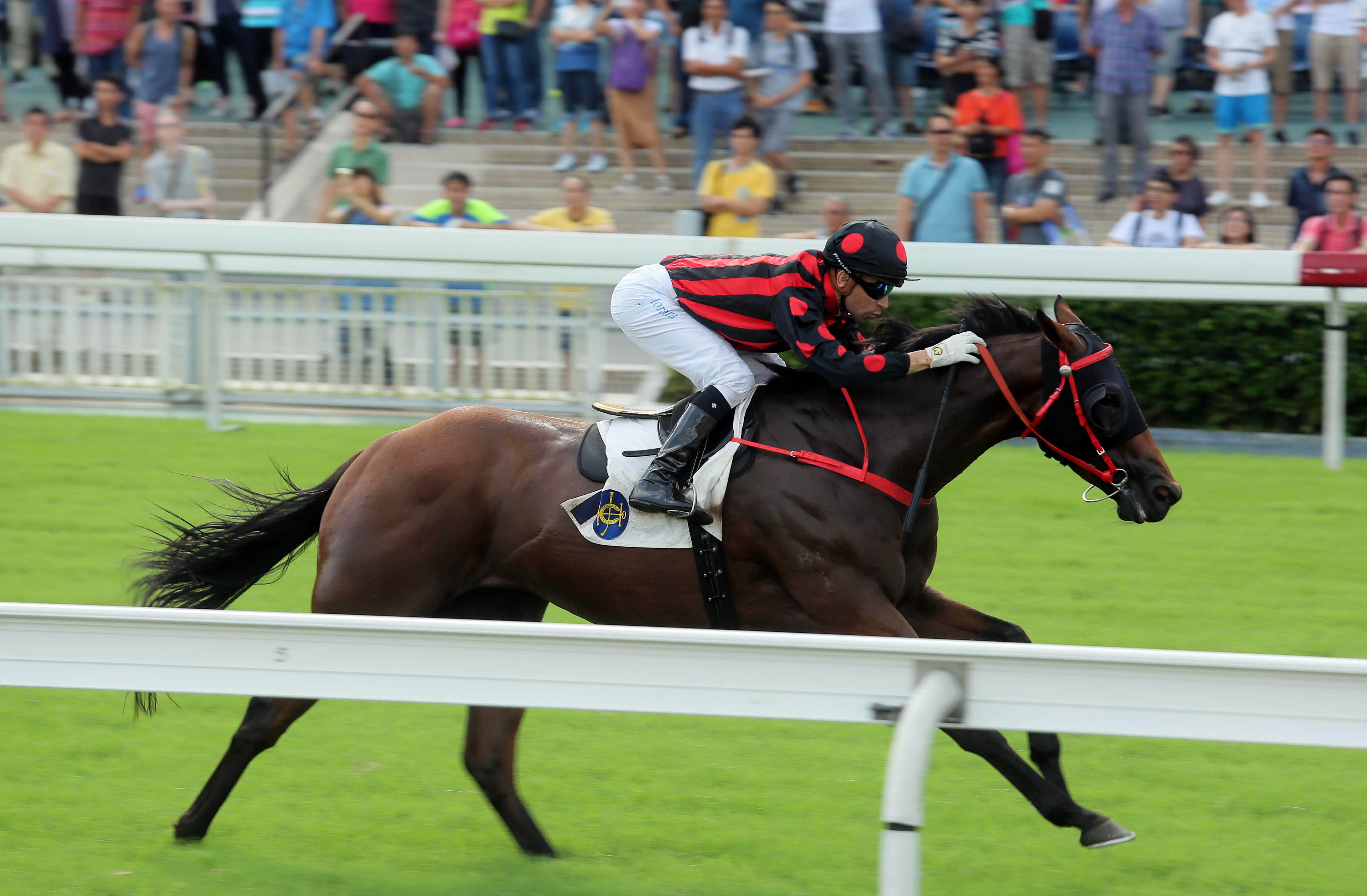 Thewizardofoz wins the 2017 Premier Cup
