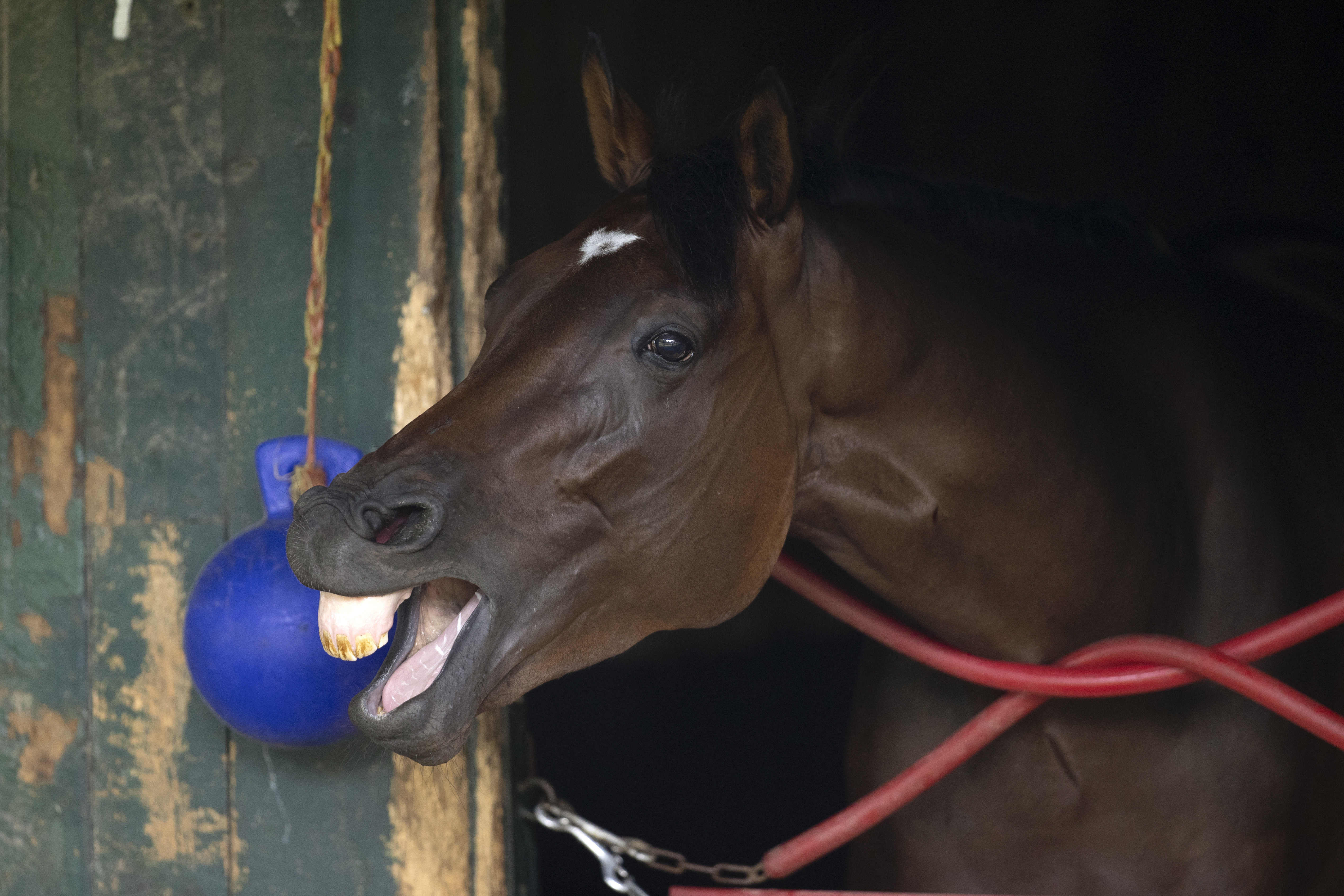 Thin White Duke at Saratoga on Aug 29 2022