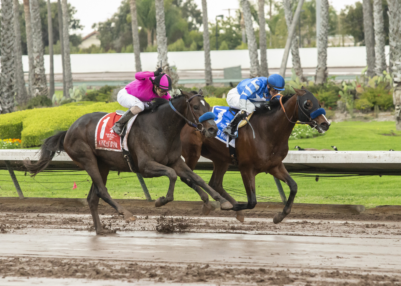 Thousand Words (inside) defeats Anneau d'Or in the Los Alamitos Futurity