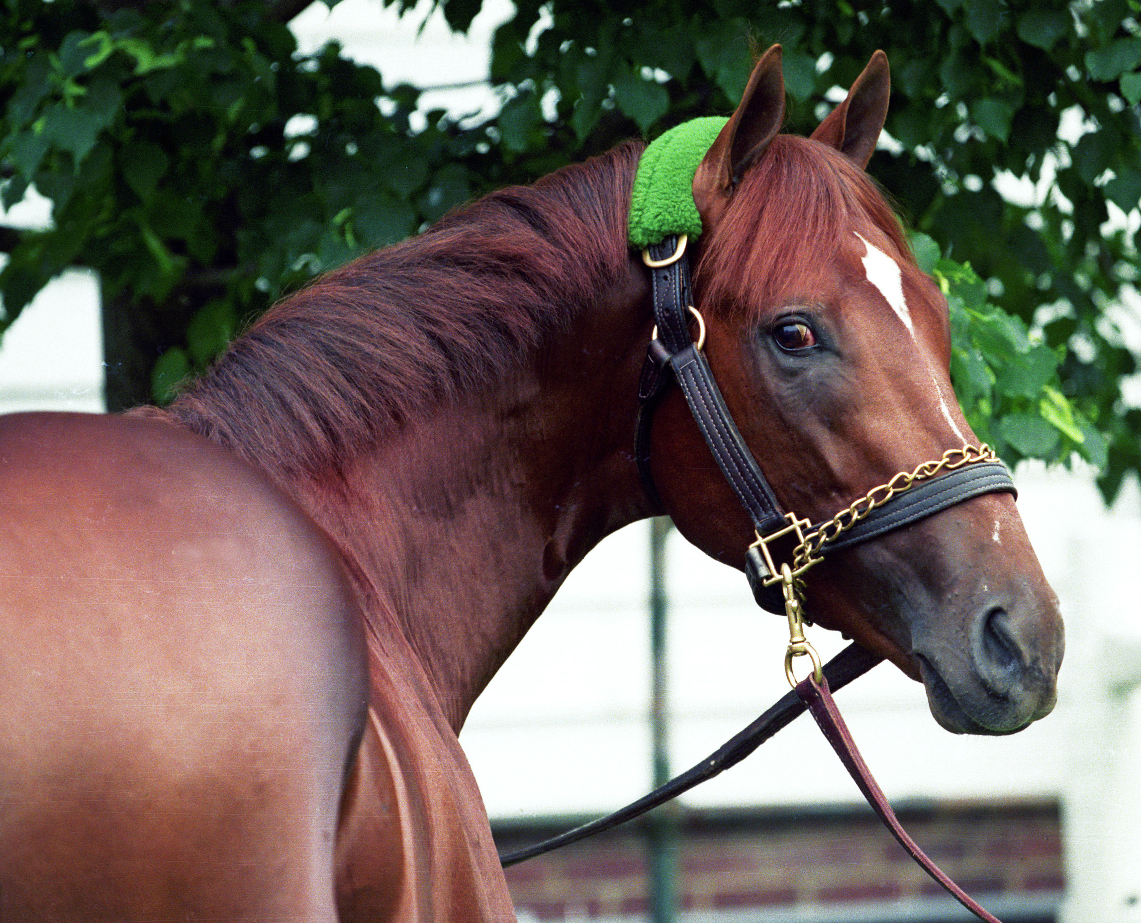 Dual Classic winner Thunder Gulch euthanized at 26