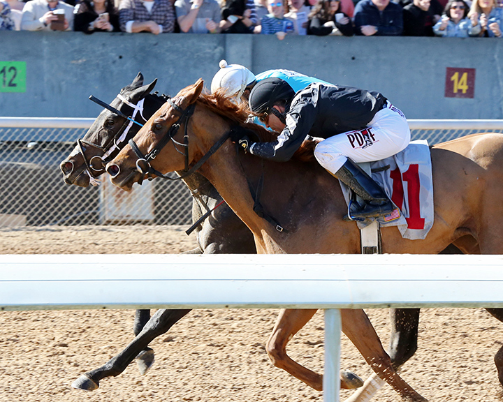 Tiddly finishes second in a Feb. 1 allowance at Oaklawn Park