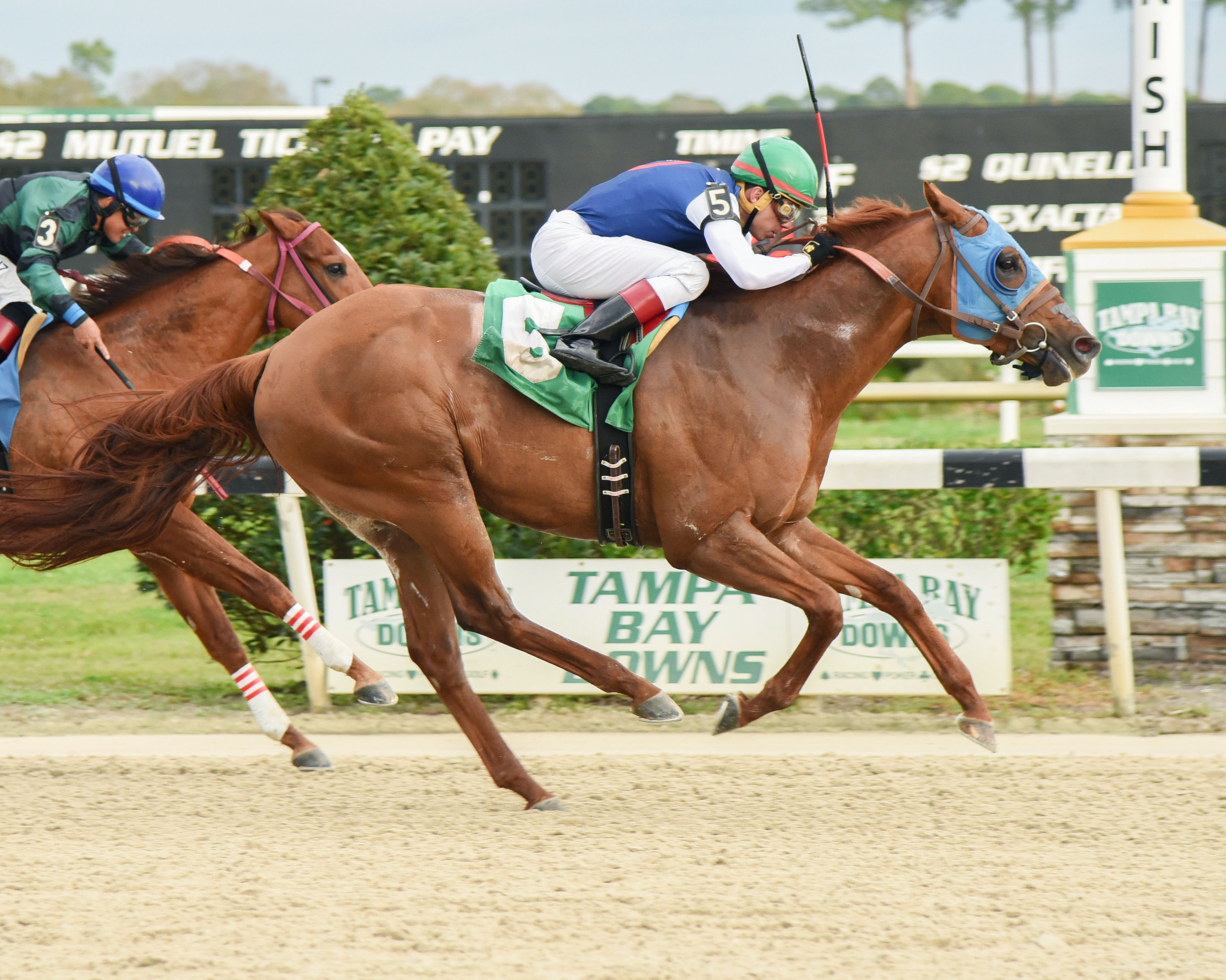 Tiger Blood wins the Pelican Stakes