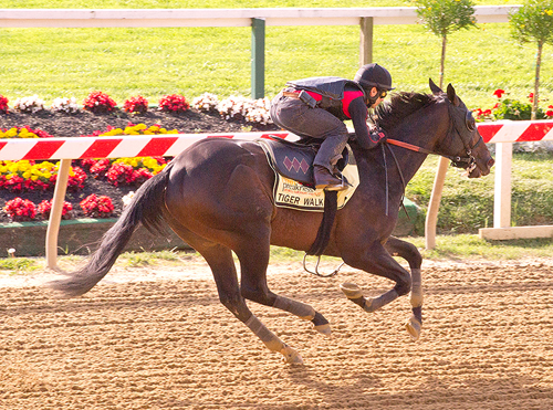 2012 Preakness: Tiger Walk, Zetterholm get their work done