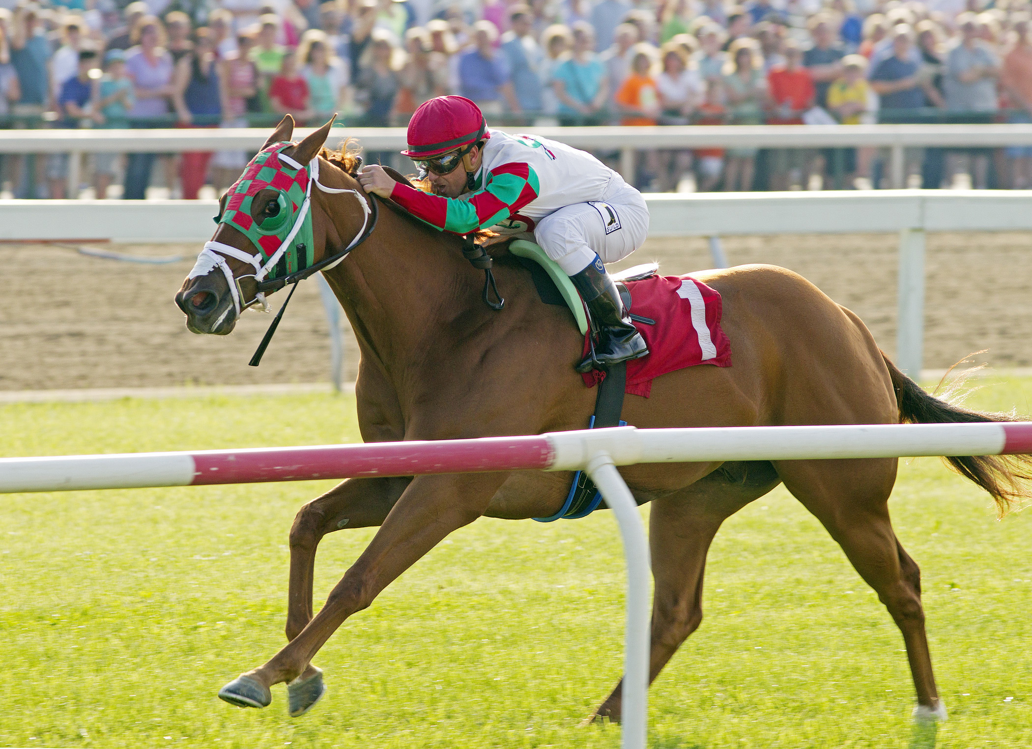 Tightend Touchdown wins the 2013 Governor's Cup