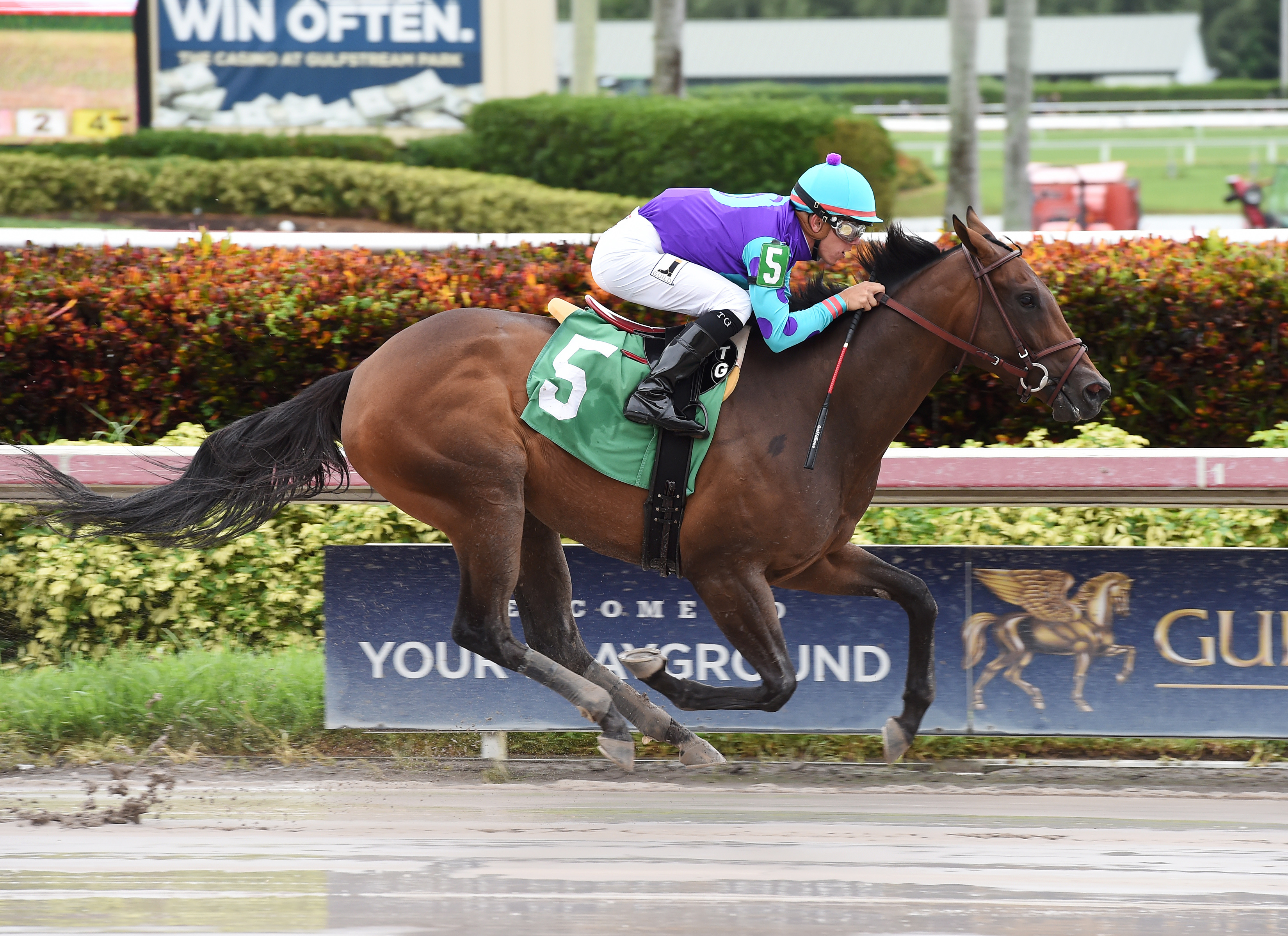 Tillie's Lily wins a July 21 maiden race