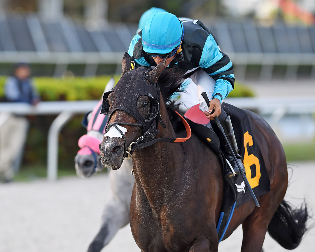 Timmy M. wins a Jan. 21 allowance at Gulfstream Park