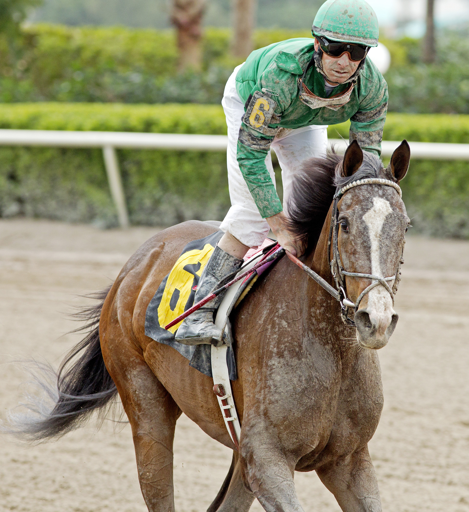 Tis Duet at a maiden race in 2014